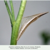 anthocharis cardamines pyatigorsk pupa2b